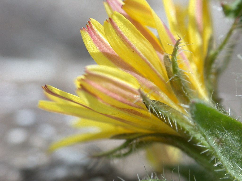 Helminthotheca echioides / Aspraggine volgare